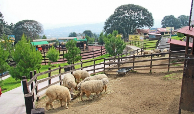  Ovelhas 