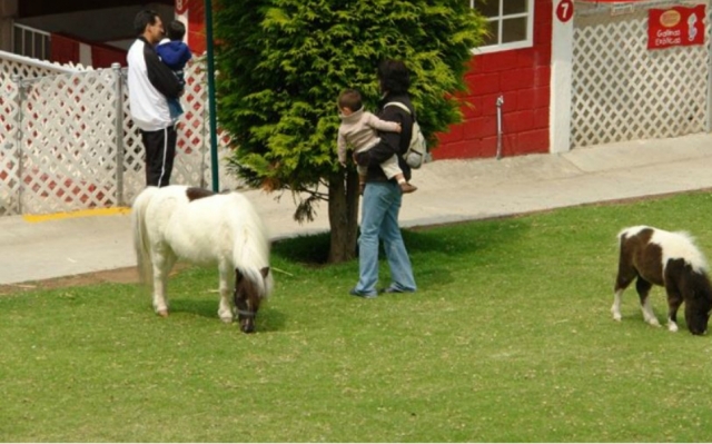  Pônei para os mais pequenos 