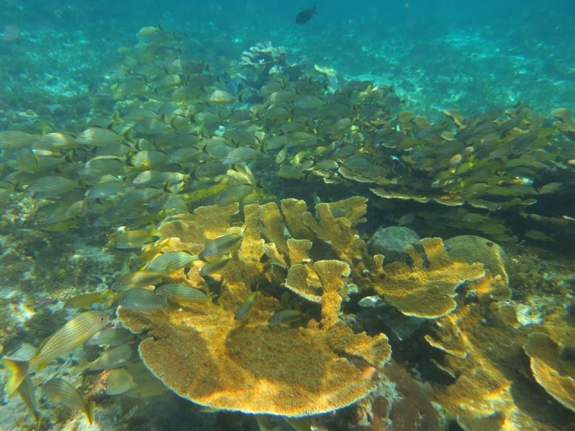  Apprezzare la barriera corallina 