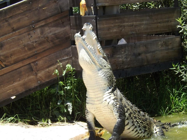  Crocodiles 