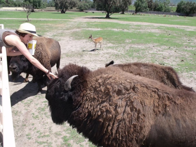  Buffaloes 