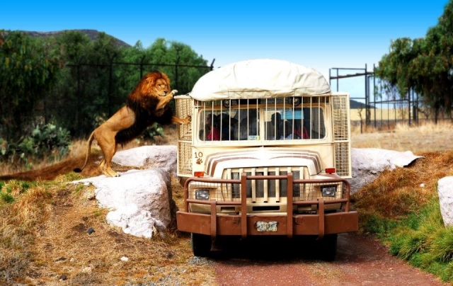 Safari 