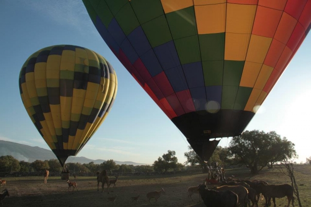 Globos en el parque