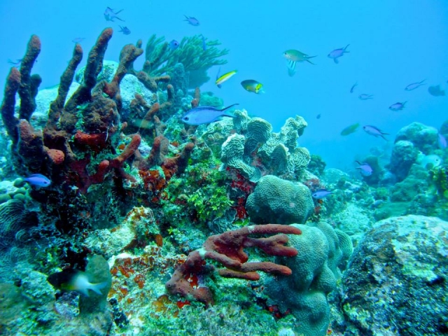  Reefs of the national marine park 