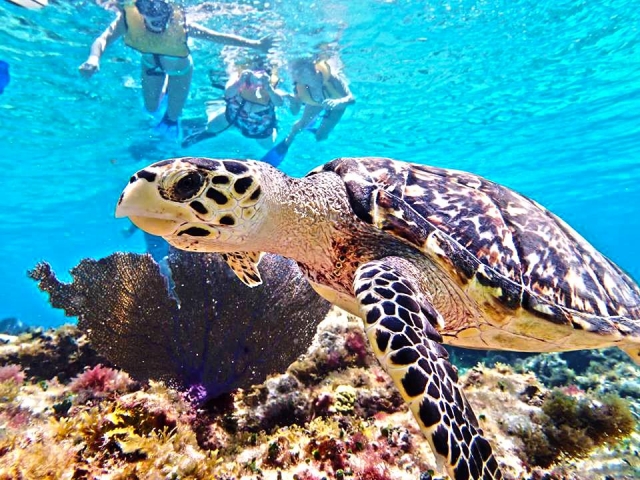  Schnorcheln mit Schildkröten 