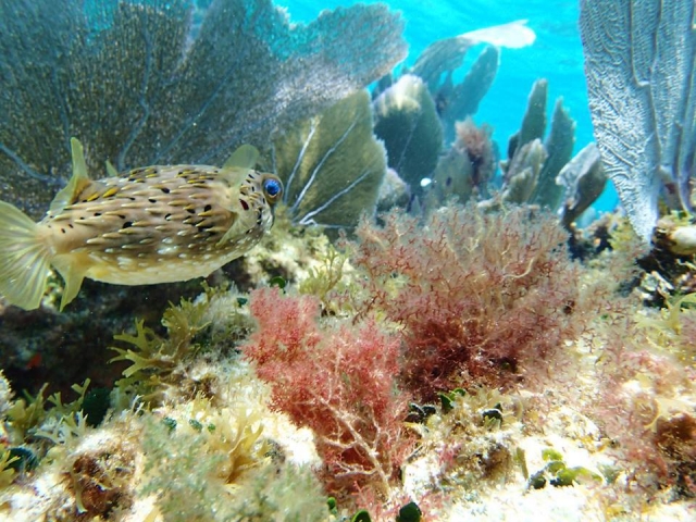  Schnorcheln in Gärten 