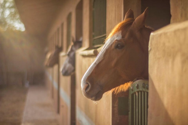  horses and routes 