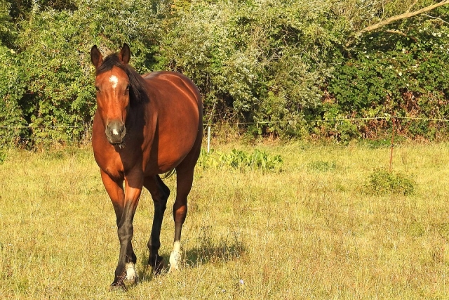  Afternoon horseback riding 