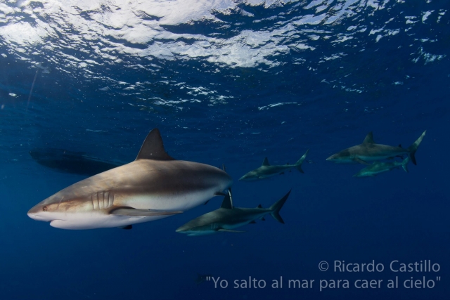  Immersioni con gli squali 