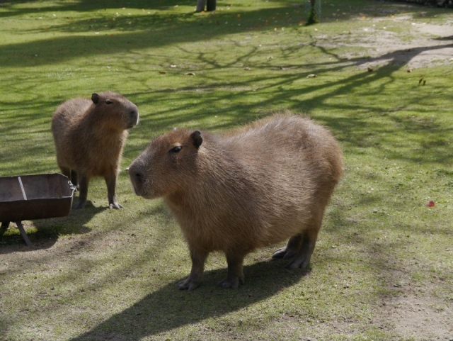 Capibaras