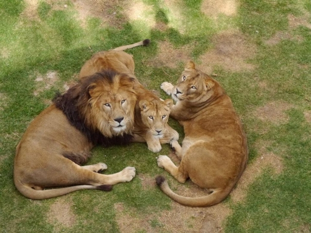 Familia de leones