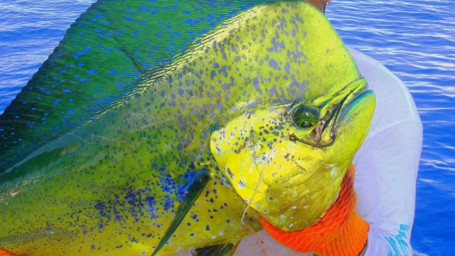  Dorado 