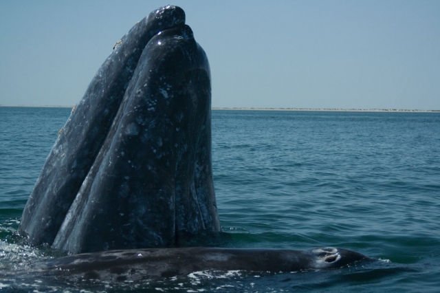  Whale sticking its head out of the water 