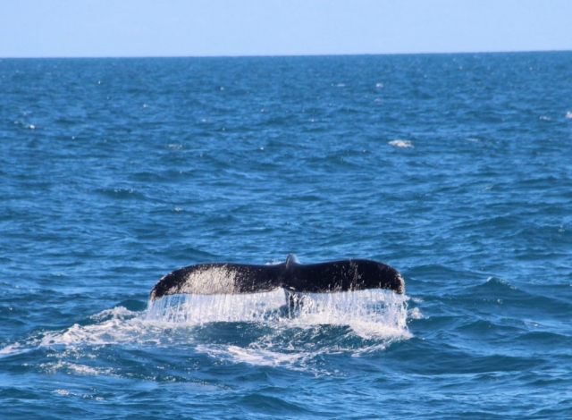  Whale tail