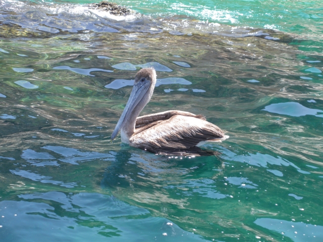  Pelican 