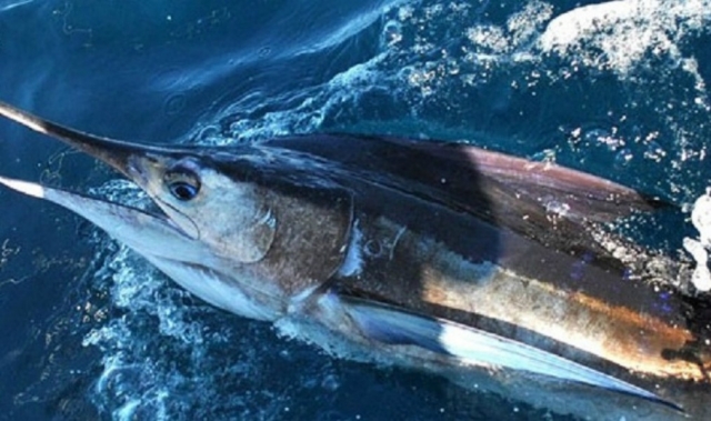  Marlin 