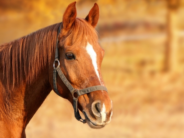 Increibles caballos