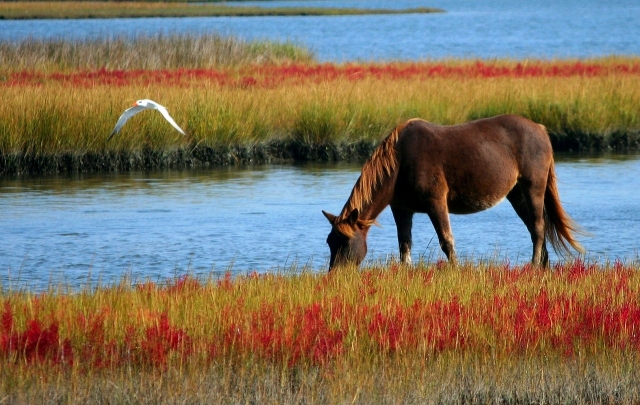 Los mejores ejemplares para cabalgata