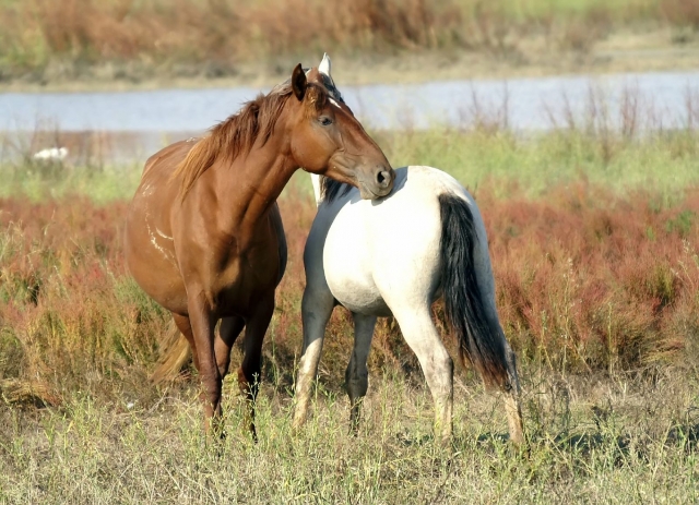 Caballos en el valle