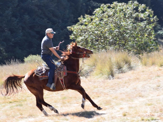 Cabalgatas en el bosque