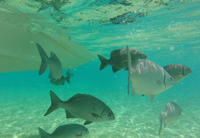  Fischen Sie unter der Meeresoberfläche