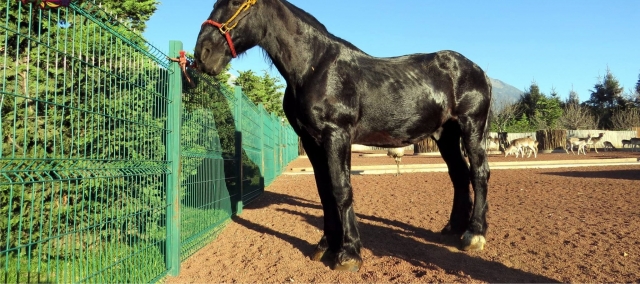 Cabalgatas con nosotros