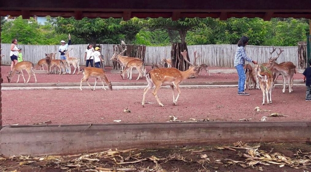 Mira a todos los animales