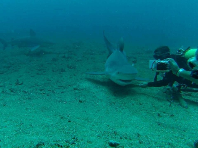  Requins 