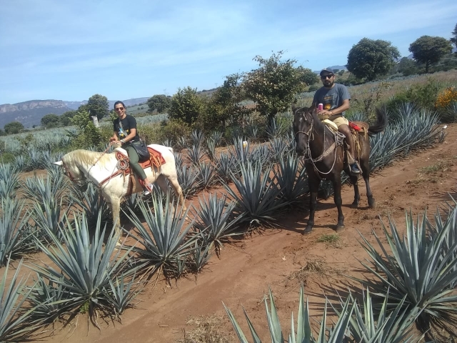 Passeggiate a cavallo nei campi di Agave 