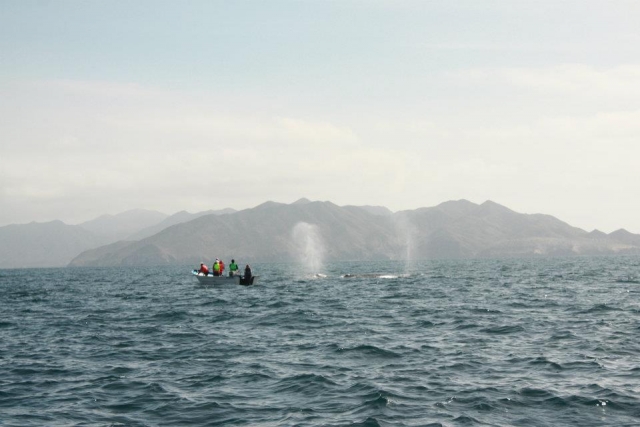 Whale watching en Baja