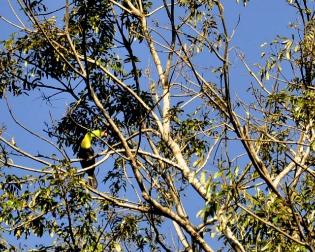 Tucan en Mayabell