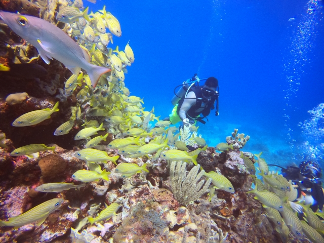  plongeur avec poisson 