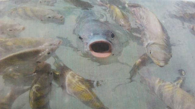 Admira a los peces