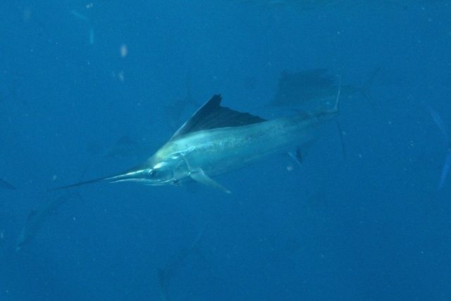  Sehen Sie die Fische 
