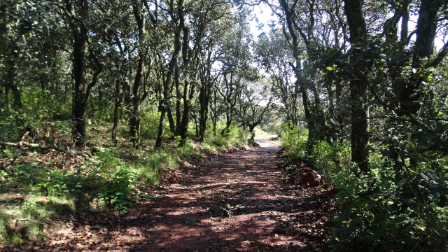 Bosque Encino Chaparro