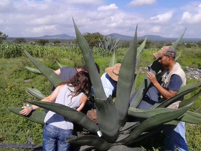 Tour del Pulque