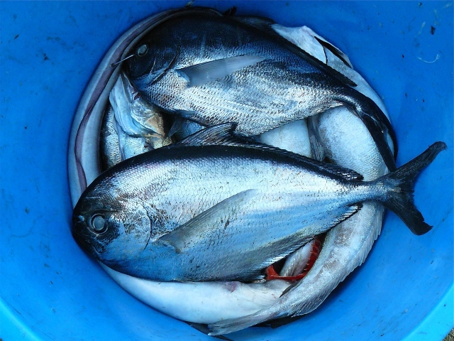  Eimer mit Fisch 