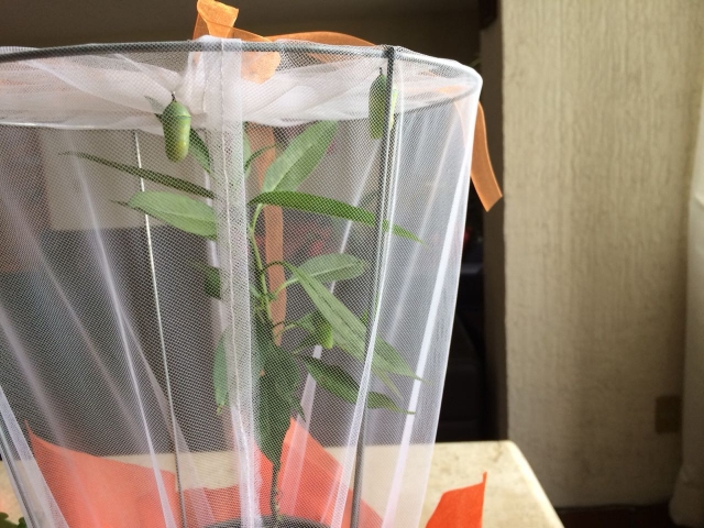 Kit of CAZING SIA TIKUVA 