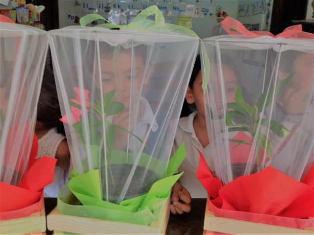  KIT Butterflies Sia Tikuva 