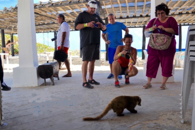  Ampirauncoati 