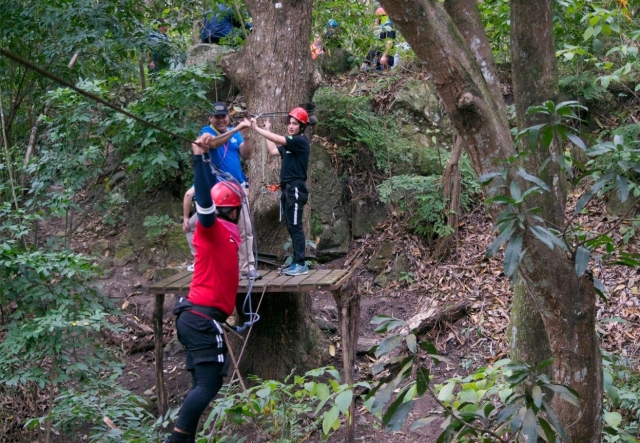 Kabelbrücke zum Baum