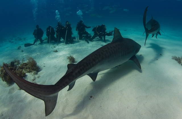  Diving with sharks 