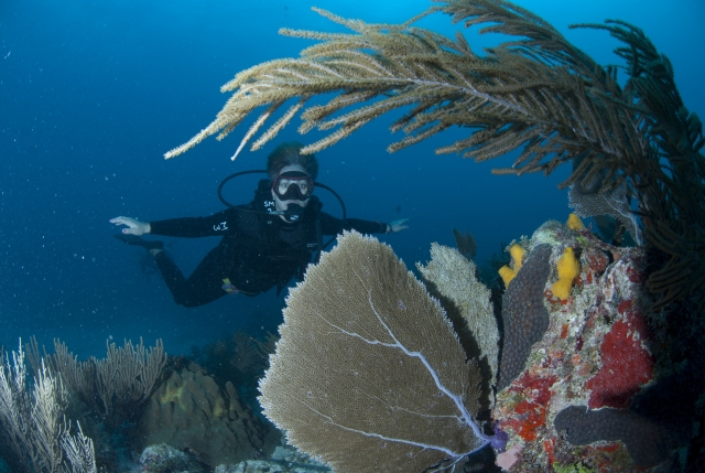  Dorado mergulho Caribe 