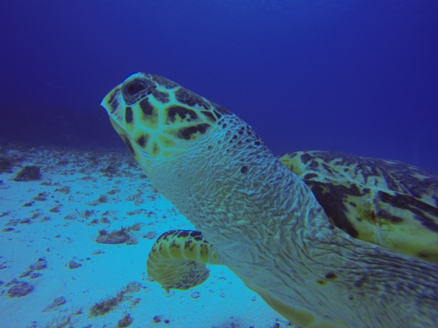  Vista de uma tartaruga que produz snorkel 