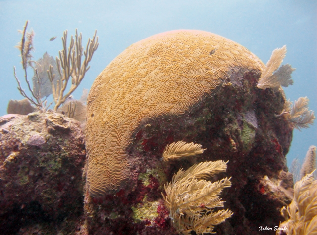  Descubra o fundo do mar
