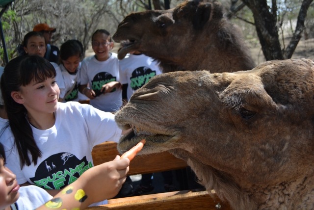  Feeding the animal 