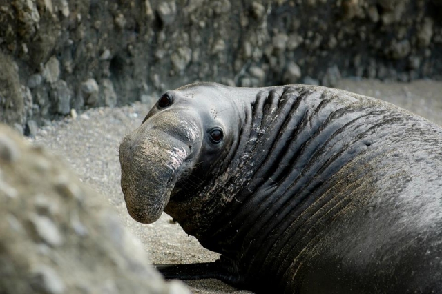  Éléphant de mer 