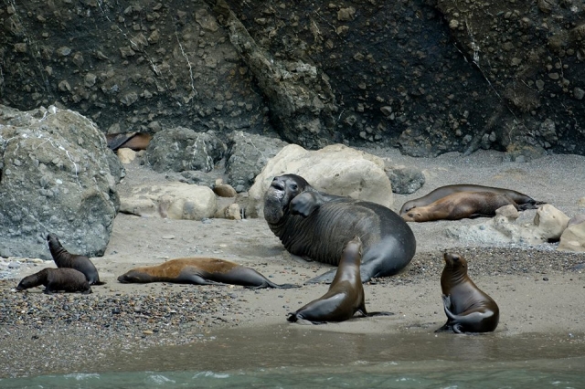  Éléphants de mer du Coronado 