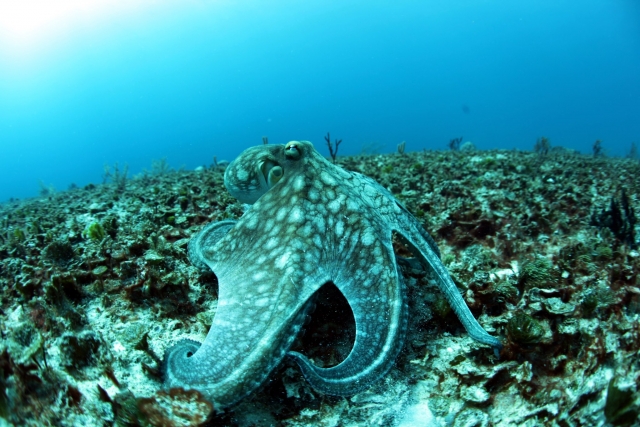 Observando a los pulpos camuflajeados 