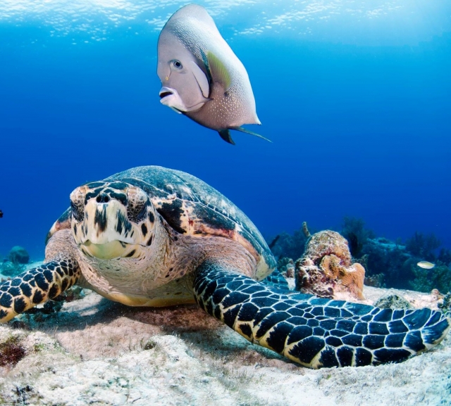 在海洋物种中浮潜 